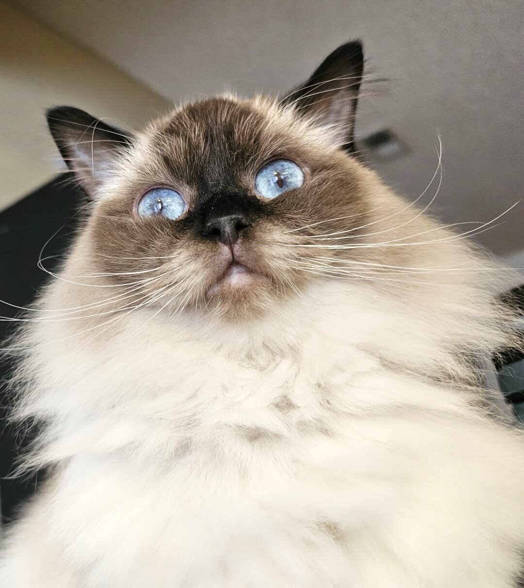 Should You Let Your Cat Outside? (Please Don’t)